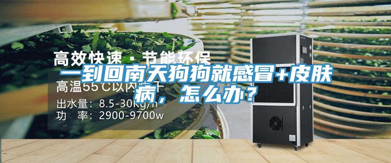 一到回南天狗狗就感冒+皮膚病，怎么辦？