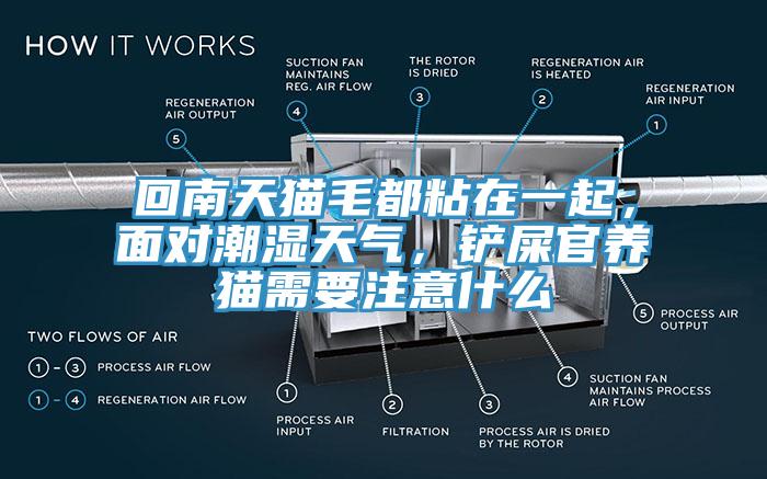 回南天貓毛都粘在一起，面對(duì)潮濕天氣，鏟屎官養(yǎng)貓需要注意什么